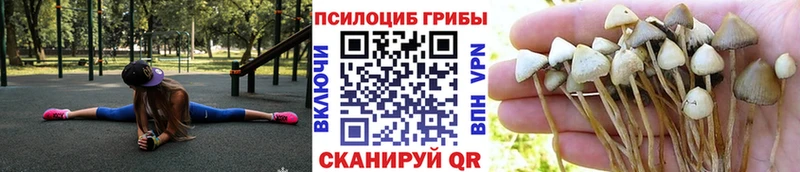 Псилоцибиновые грибы мицелий Жуков
